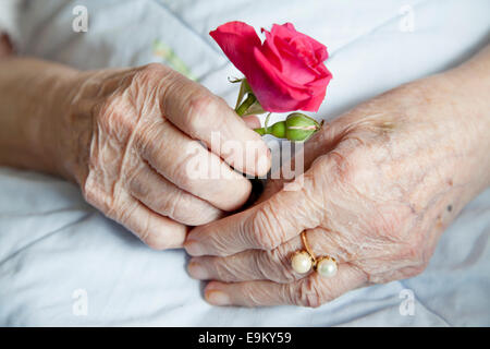 Händen der 92 Jahre alte Dame mit schönen stieg Stockfoto