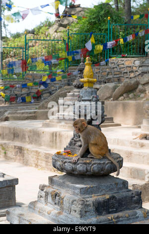 Affe in Swayambhunath religiöse Komplex aka Monkey Temple - alten religiösen Komplex, auf der Westseite der Stadt Kathmandu. Stockfoto