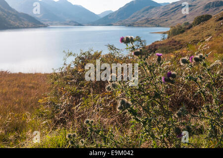 Schottische Disteln, Onopordum Acanthium, im Vordergrund mit Loch Quoich und die Berge von Knoydart im Hintergrund Stockfoto
