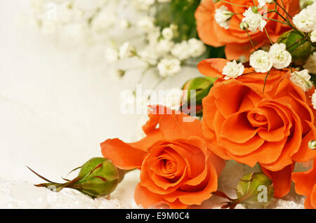 Orange Rosen auf weißem Hintergrund Stockfoto