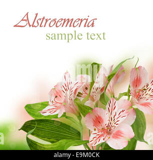 Alstroemeria Blumen auf weißem Hintergrund Stockfoto