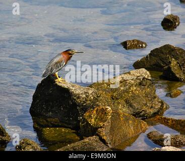 Mangrove Reiher thront auf einem Felsen auf der Suche nach Nahrung. Stockfoto
