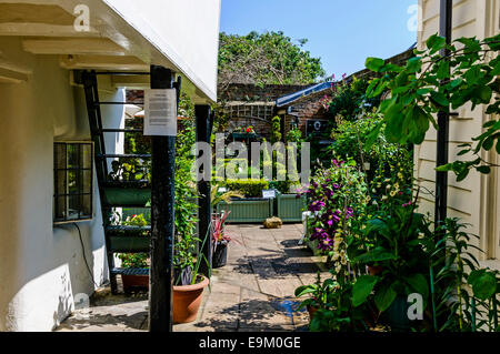 Eine elisabethanischen Garten wachsen vielfältige Kräuter und Pflanzen im hinteren Teil der sechs Arme Travellers House, Rochester Stockfoto