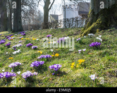 Park in Schrobenhausen (Bayern) mit vielen Frühlingsblumen Stockfoto