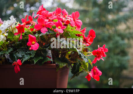 Begonie Rot Blume nonstop Begonia Tuberhybrida, Tuberöse Begonien Stockfoto