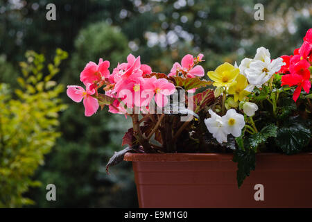 Rosa Begonia Blume nonstop Begonia Tuberhybrida, Tuberöse Begonien Stockfoto