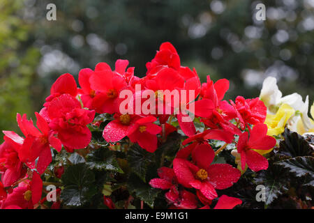 Begonie Rot Blume nonstop Begonia Tuberhybrida, Tuberöse Begonien Stockfoto