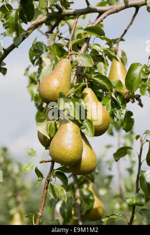 Pyrus Communis. Conference-Birne auf dem Baum. Stockfoto