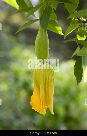 Junge Tromboncino Squash im Gemüsegarten. Stockfoto