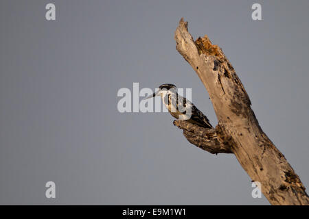 Trauerschnäpper Eisvogel sitzt auf einem Ast warten auf Fisch Stockfoto