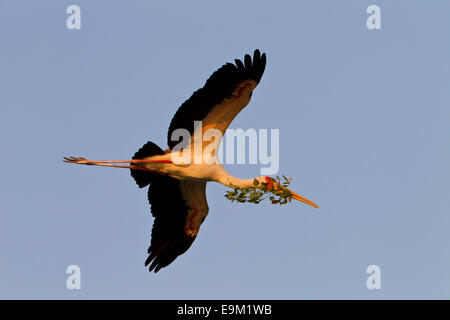 Yellow billed Stork im Flug, Äste zurück zu bringen, ein Nest zu bauen Stockfoto