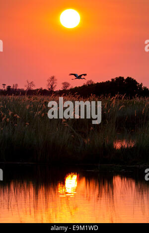 Sattel in Rechnung Storch fliegen vor der untergehenden Sonne.  Die Sonne spiegelt sich in den Gewässern des Okavango Deltas. Stockfoto