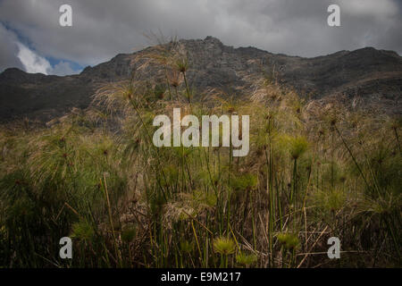 Gräser in Stellenbosch, Südafrika, mit Bergen im Hintergrund. Stockfoto