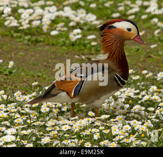 Männliche Mandarinente, Aix Galericulata mit spektakulären bunten Gefieder zu Fuß durch niedrige Teppich der wilden weißen Margeriten England Stockfoto