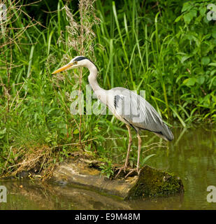 Graureiher Ardea Cinerea, stehend unter hellen grünen Rasen und durch Leinpfad des Kanals in Großbritannien Stockfoto