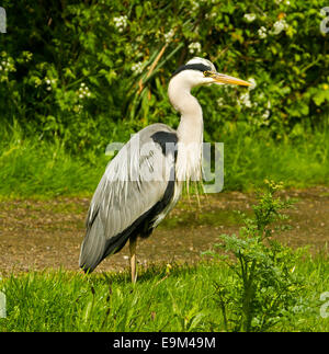 Graureiher Ardea Cinerea, stehend unter hellen grünen Rasen und durch Leinpfad des Kanals in Großbritannien Stockfoto