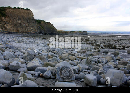 Ammonit Fossil gefunden am Quantoxhead Beach in Somerset Stockfoto