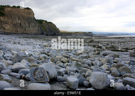 Ammonit Fossil gefunden am Quantoxhead Beach in Somerset Stockfoto