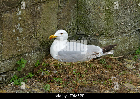 Hering-Möve, Larus Argentatus sitzen auf Nest in Ecke von hohen alten Steinmauern von Beaumaris Castle auf Anglesey, Wales Stockfoto