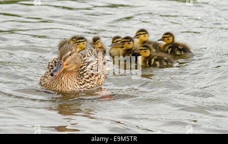 Mallard Ente, Anas Platyrhynchos, mit flauschigen gelb und braune Entenküken Paddeln auf wellige Oberfläche des stream Stockfoto