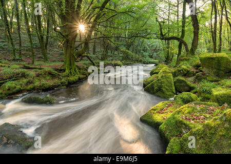 Ein Sunburst durch die Bäume am Ufer des Flusses Fowey, wie es fließt durch Golitha fällt einem steilen bewaldeten Tal auf der sout Stockfoto