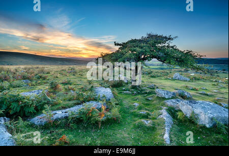 Knorrige windgepeitschten Weißdorn-Bäume wachsen auf Moorland im Dartmoor National Park in Devon Stockfoto