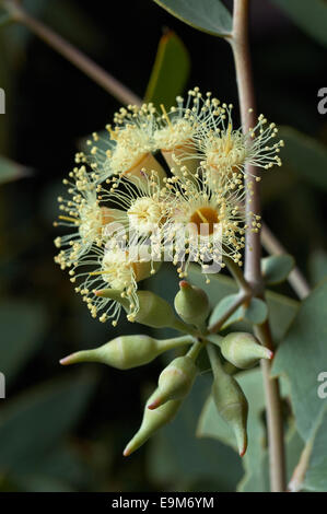 Lockige Mallee oder Eukalyptus Gillii, selten gesehene australischen Eukalyptus, Stockfoto