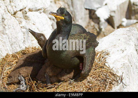 Weibliche Shag / Kormoran Phalacrocorax Aristotelis mit drei große flauschige Küken im Nest auf Felsvorsprung auf Farne Islands England Stockfoto