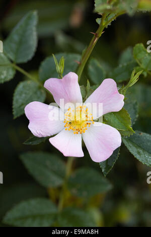 Rosa Canina. Heckenrose in Blüte. Stockfoto