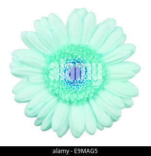 Blaue Gerbera Blume isoliert, Makro, isoliert auf weiss Stockfoto