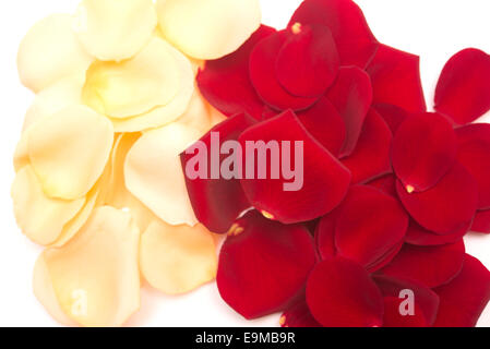 Rosenblüten isoliert auf weißem Hintergrund Stockfoto