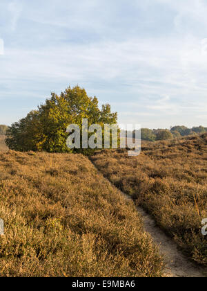 einsamen Weg durch niederländische Reserve und Heide Naturgebiet in Herbstfarben Stockfoto