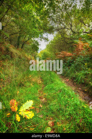 Eine Spur führt durch Cabilla Woods in Cornwall Stockfoto