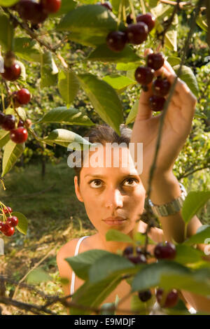 Junge Frau pflücken Kirschen aus Kirschbaum Stockfoto