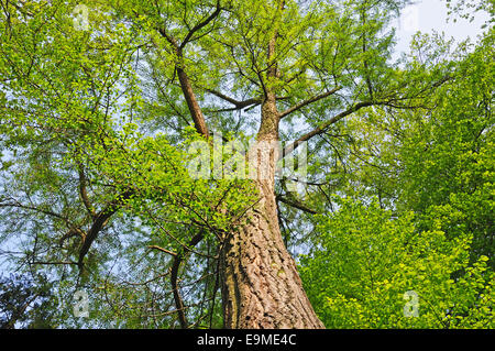 Riesige Ginkgo-Baum auf sky Stockfoto