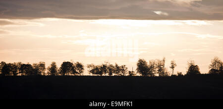 Cherry Tree Slade in frühen Morgenstunden auf der Heide im Herbst Cannock Chase Bereich der hervorragenden natürlichen Schönheit Staffordshire Stockfoto