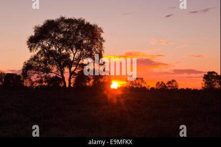 Die letzte Glut des Sonnenuntergangs produzieren einen feurigen und dramatischen Himmel im Herbst Cannock Chase Area of Outstanding Natural Beauty Stockfoto