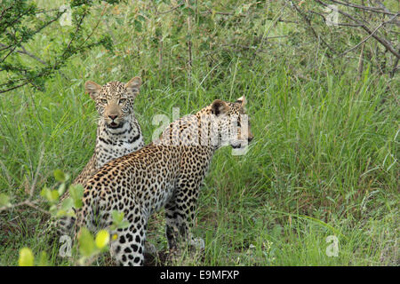 Zwei junge Leoparden in freier Wildbahn Stockfoto