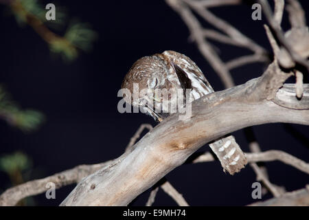 Perle gefleckte Owlet, Glaucidium Perlatum, Essen Bat, Kgalagadi Transfrontier Park, Südafrika Stockfoto