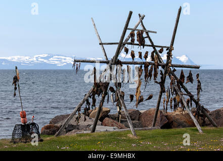 Getrockneter Fisch, Island Stockfoto