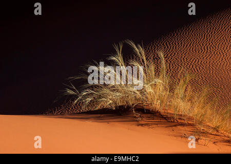 Sanddüne mit Rasen Büschel, Namib-Wüste, Namibia Stockfoto