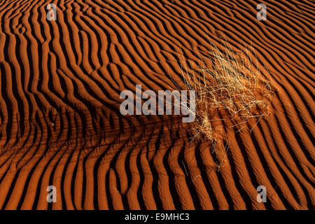 Sanddüne mit Rasen Büschel, Namib-Wüste, Namibia Stockfoto