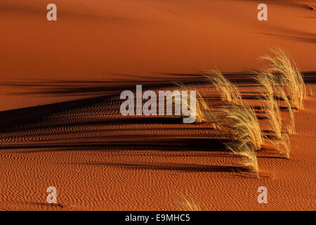 Sanddüne mit Rasen Büschel, Namib-Wüste, Namibia Stockfoto