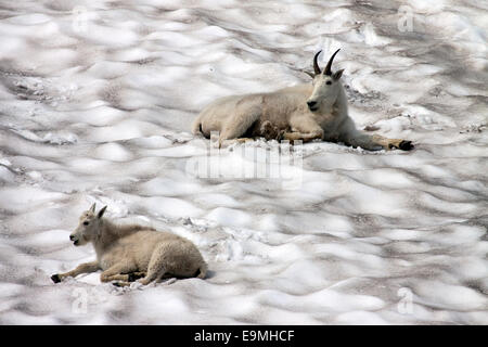 Bergziege (Oreamnos Americanus) auf ein Schneefeld, Glacier National Park, Montana, Vereinigte Staaten von Amerika Stockfoto