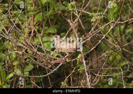 Rufous Bush Robin Cerotrichas Syriacus östliche Rasse Antalya Türkei Stockfoto