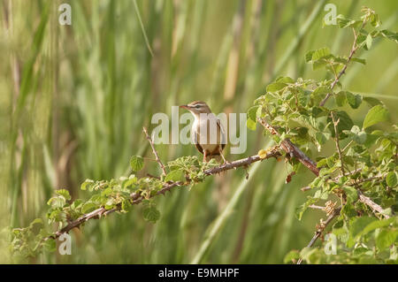 Rufous Bush Robin Cerotrichas Syriacus östliche Rasse Antalya Türkei Stockfoto