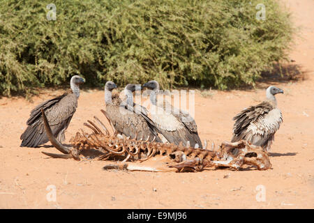 Weißrückenspecht Geier, abgeschottet Africanus, Fütterung an Toten Eland Karkasse, Kgalagadi Transfrontier Park, Südafrika Stockfoto