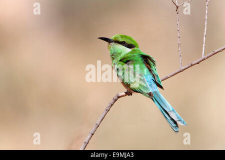 Zinnenkranz Bienenfresser, Merops Hirundineus, unreif, Kgalagadi Transfrontier Park, Südafrika Stockfoto