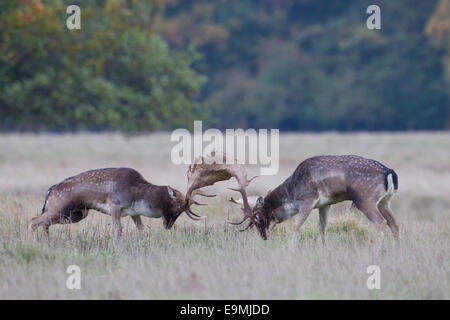 Damhirschen Cervus Dama Dama Dama Böcke kämpfen Danmark Stockfoto