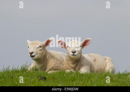 Inländische Schafe Ovis Ammon Aries paar Lämmer liegend eindeichen Deutschland Schleswig-Holstein Stockfoto